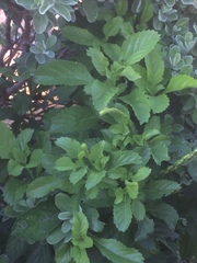 Stachytarpheta mutabilis