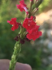 Stachytarpheta mutabilis