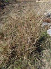 Juncus dubius