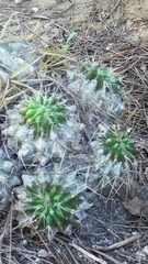 Mammillaria compressa