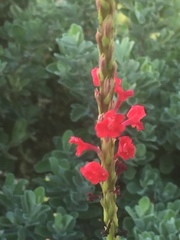 Stachytarpheta mutabilis