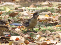 Platycercus venustus