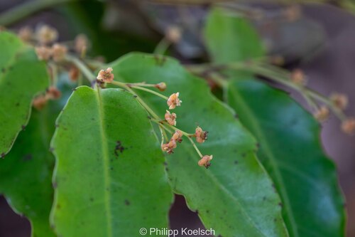Amborella trichopoda observed 2025-06-08