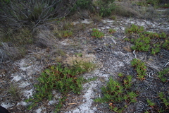 Pentameris airoides airoides