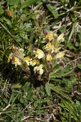 Pedicularis oederi