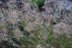 Pentameris airoides airoides