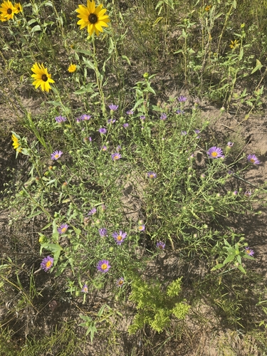 Dieteria canescens var. nebraskana