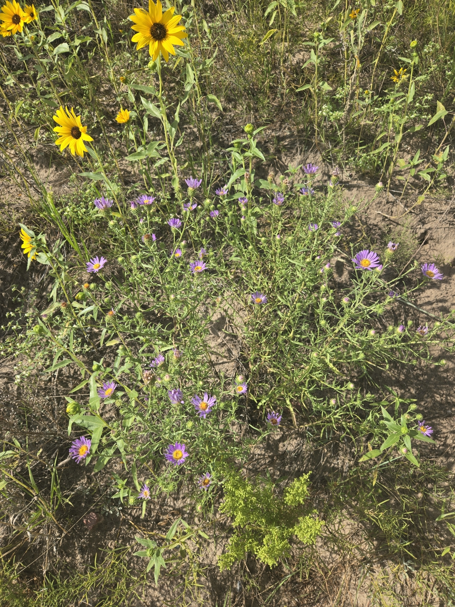 Dieteria canescens var. nebraskana