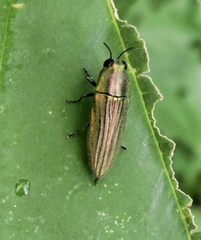 Agaeocera scintillans