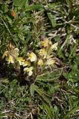 Pedicularis oederi
