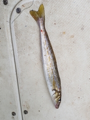 Sillaginodes punctatus