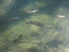 Hephaestus fuliginosus