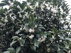 Osmanthus