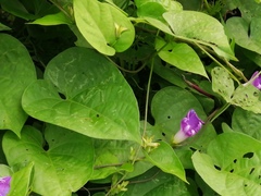Ipomoea meyeri