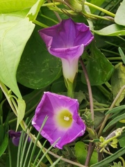 Ipomoea meyeri
