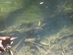 Hephaestus fuliginosus