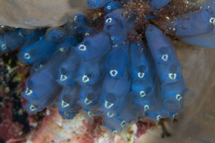 Clavelina