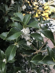 Osmanthus