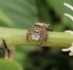 Phidippus pacosauritus