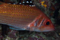 Neoniphon opercularis