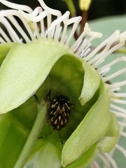 Passiflora mexicana