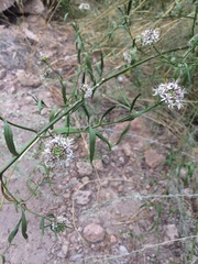 Thelypodium wrightii