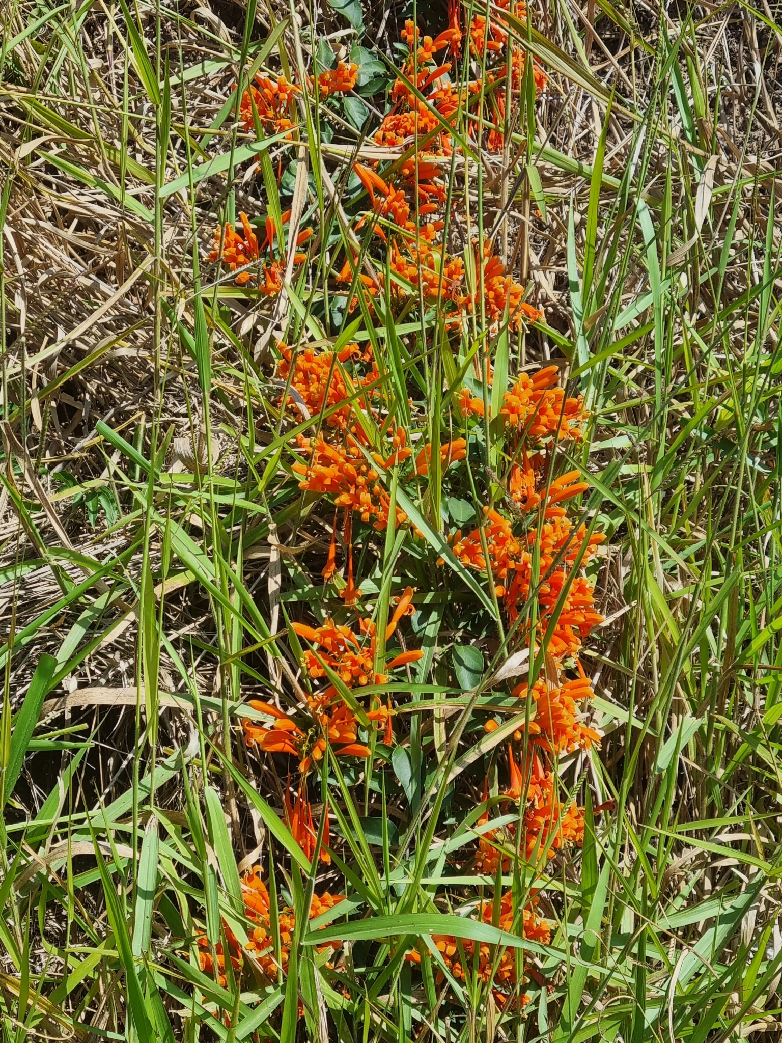 Pyrostegia venusta