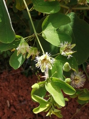 Passiflora mexicana