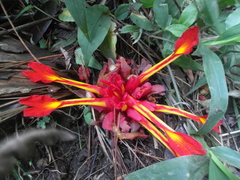 Etlingera