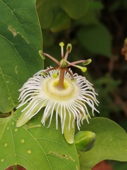Passiflora mexicana
