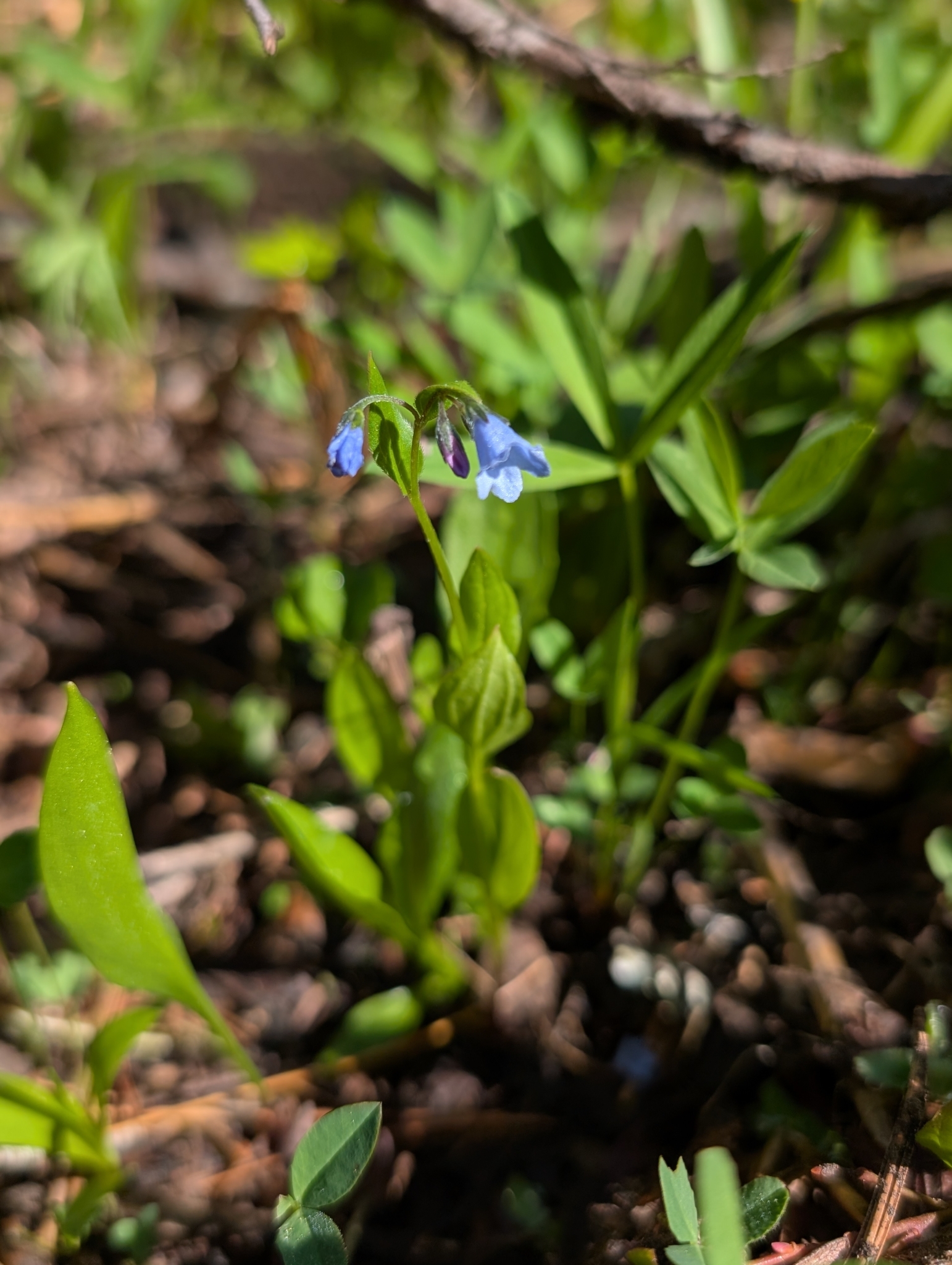 Imagem de Mertensia bella