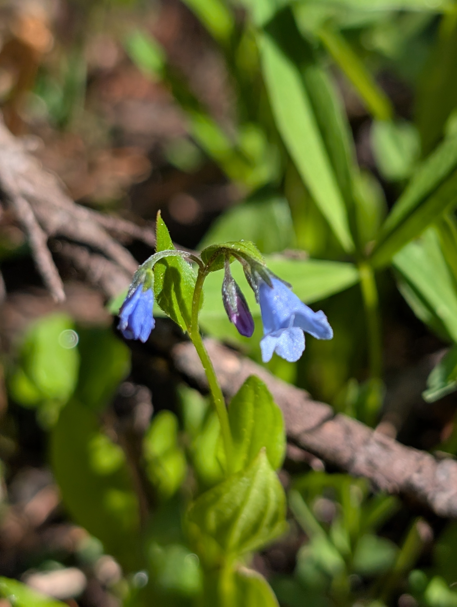 Imagem de Mertensia bella