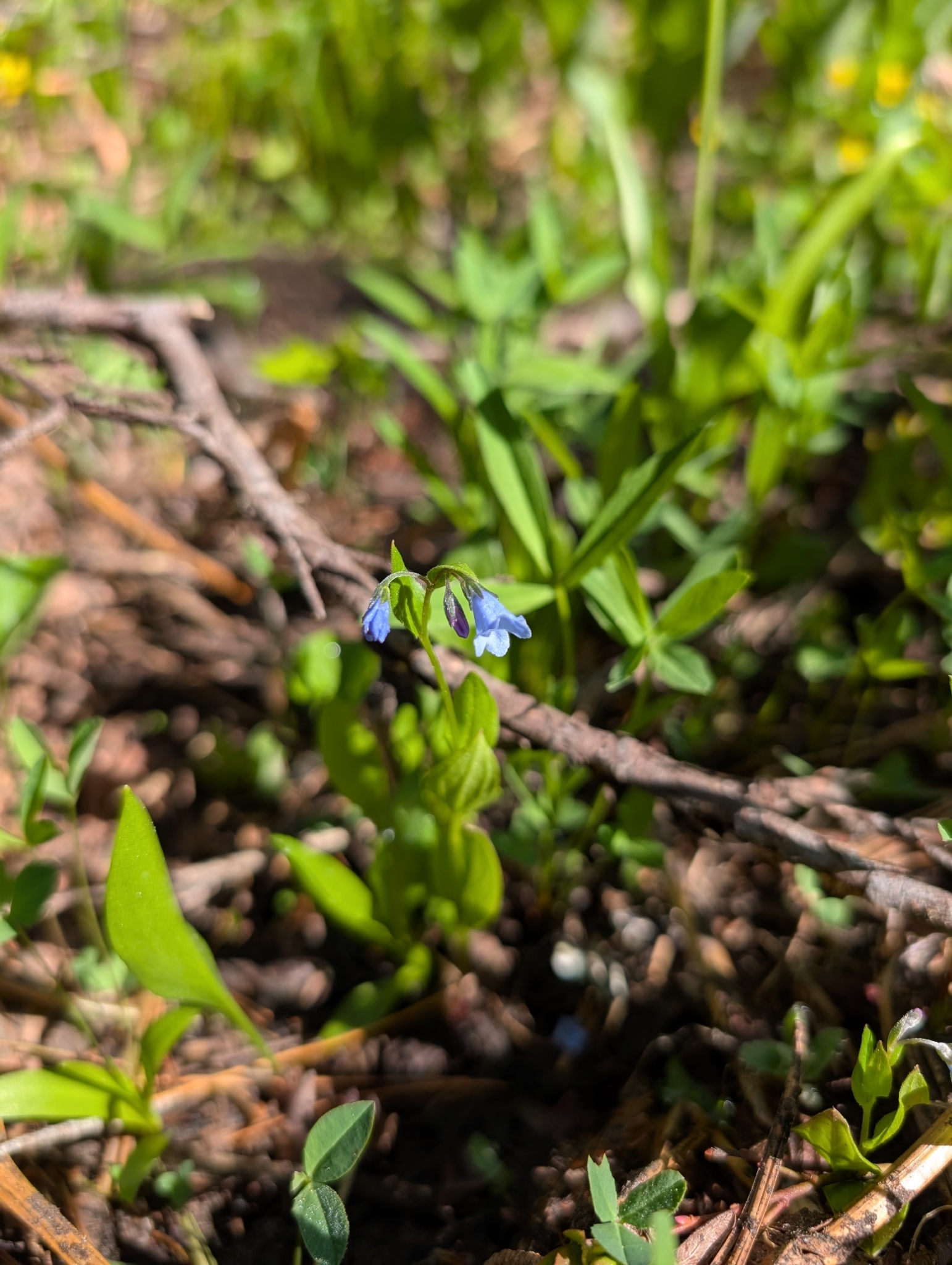 Imagem de Mertensia bella