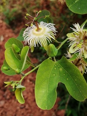 Passiflora mexicana