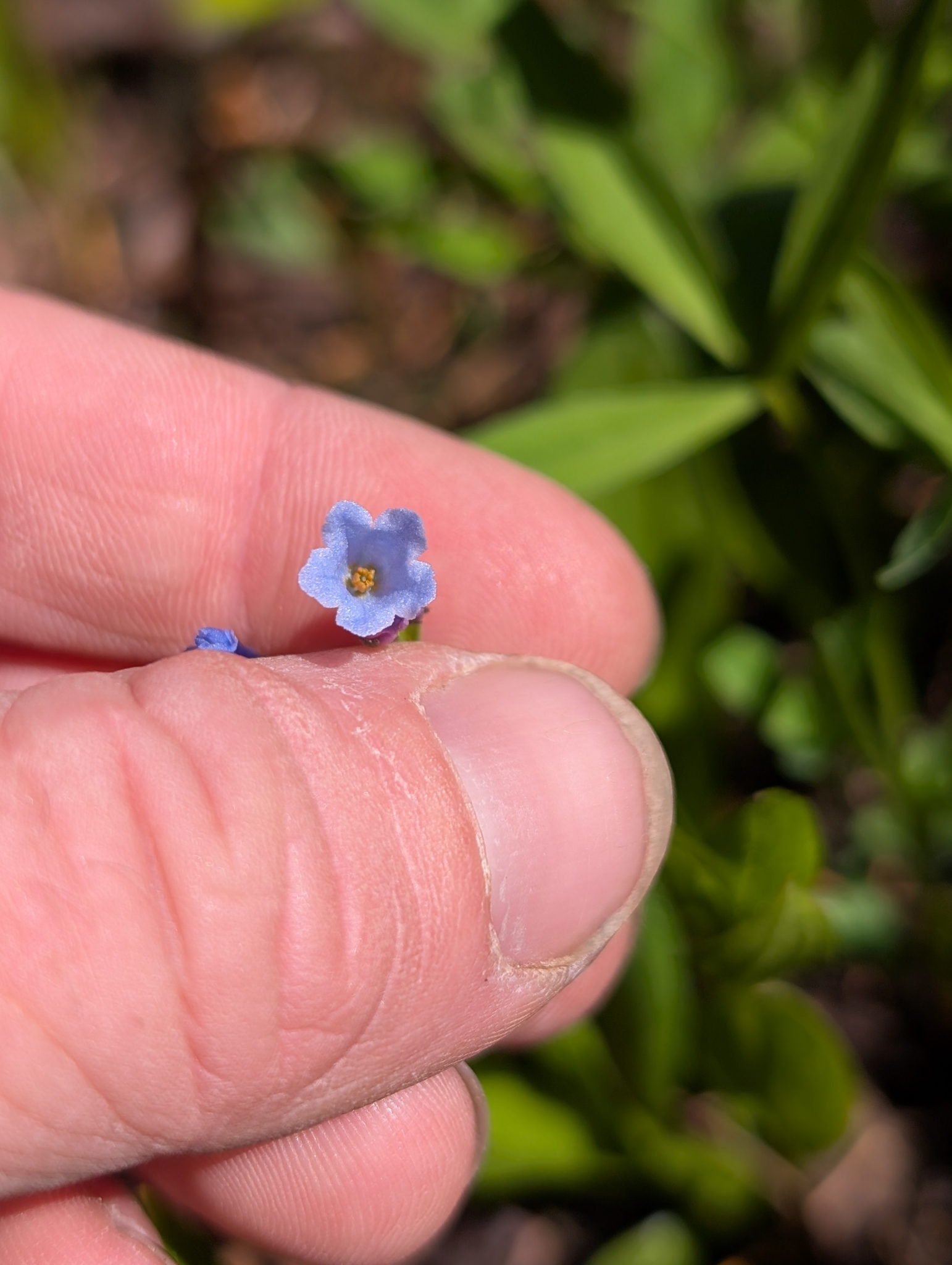 Imagem de Mertensia bella