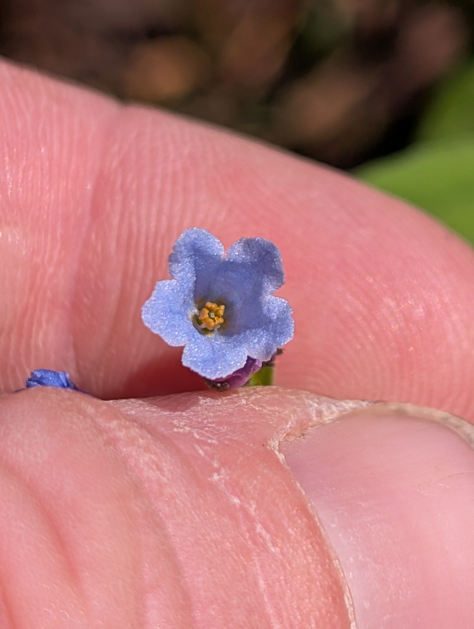 Imagem de Mertensia bella
