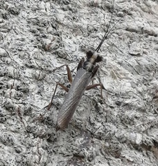 Mantoida maya