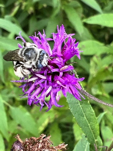 Denticulate Longhorn Bee photo 5