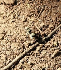 Dasymutilla pallene