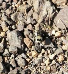 Dasymutilla pallene