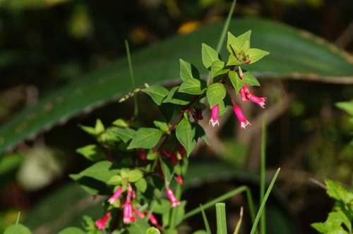 Fuchsia encliandra, photograph 6