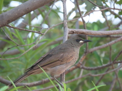 Stomiopera unicolor
