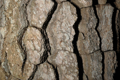 Blackgum (Nyssa sylvatica)