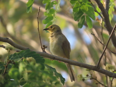Ptilotula flavescens
