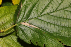 Phyllonorycter nicellii