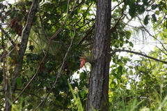 Tillandsia oaxacana