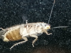 Panchlora cahita