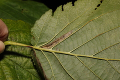 Phyllonorycter nicellii