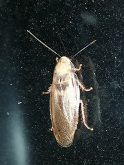 Panchlora cahita