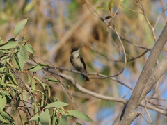 Cissomela pectoralis